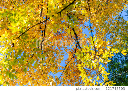Landscape with yellow leaves 121752503