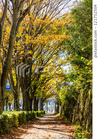 Autumnal trees along the road 121752504