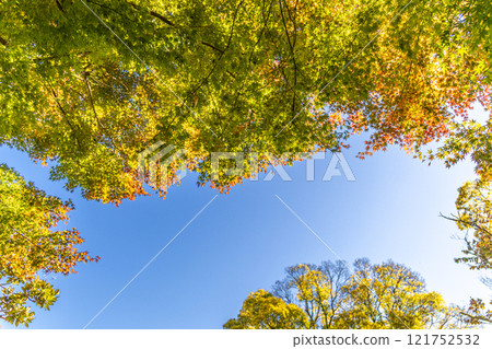 Brilliant autumn leaves and blue sky 121752532