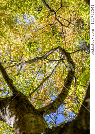 Looking up at the vibrant maple trees 121752541