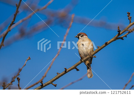 A sparrow resting on a branch 121752611