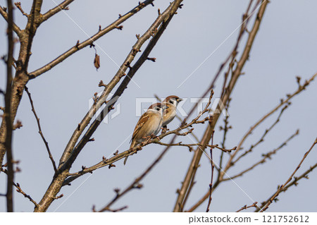 A pair of sparrows basking in the morning sun A pair of sparrows basking in the morning sun 121752612