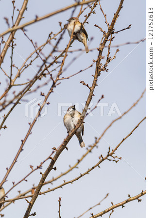 A pair of sparrows basking in the morning sunlight 121752613