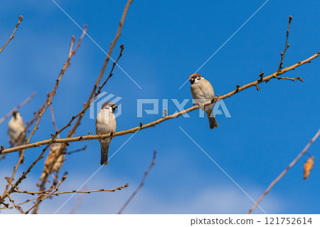A pair of sparrows basking in the morning sun 121752614