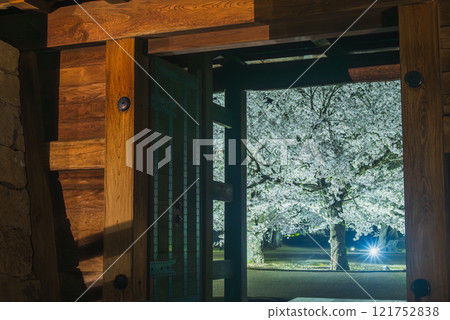 從大門看過去的夜晚櫻花【松代城跡】 從大門看過去的夜晚櫻花【松代城跡】 121752838