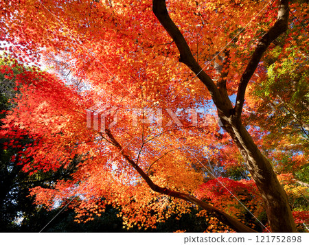 Maple tree with autumn leaves Maple tree with autumn leaves 121752898
