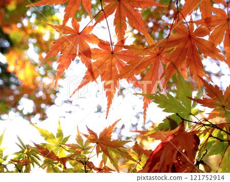 Autumn leaves maple leaves Autumn leaves maple leaves 121752914
