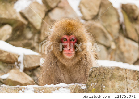 Japanese macaques living in Jigokudani [Jigokudani Monkey Park, Nagano Prefecture] 121753071