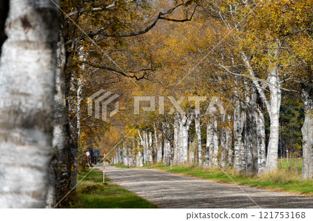 Autumnal birch tree-lined street 121753168