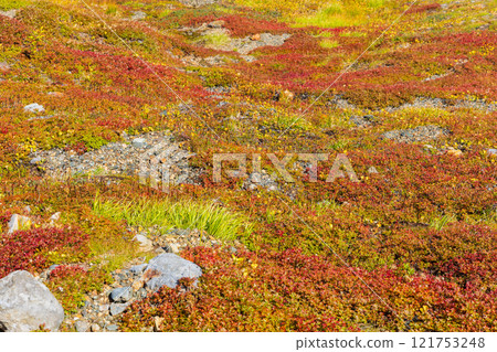 秋天的立山黑部阿爾卑斯山路線,雷鳥澤與秋葉,秋葉在草地上 秋天的立山黑部阿爾卑斯山路線,雷鳥澤與秋葉,秋葉在草地上 121753248