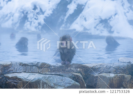 Baby Japanese macaques living in Jigokudani Onsen [Jigokudani Monkey Park, Nagano Prefecture] 121753326