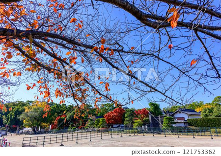 Autumn Japanese garden scenery against the clear autumn sky "Former Hosokawa Gyobu Residence" Bamboo lanterns Limited release Kumamoto City 121753362