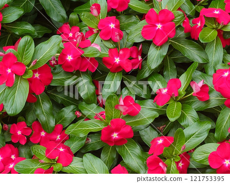一片紅色長春花 121753395