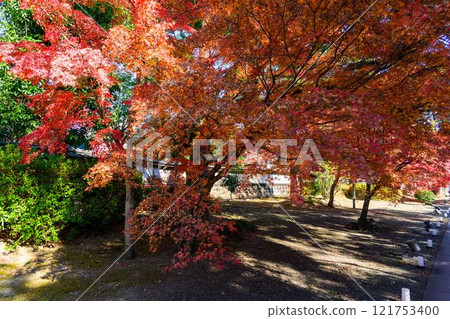 秋天的日本庭園風景在清澈的秋天背景下閃閃發光「舊細川禦部住宅」竹燈在熊本市限量發售 121753400