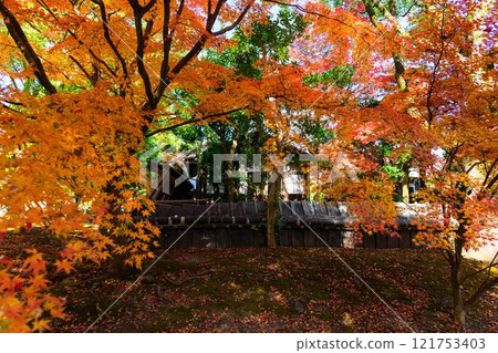 秋天的日本庭園風景在清澈的秋天背景下閃閃發光「舊細川禦部住宅」竹燈在熊本市限量發售 121753403