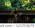 Play squirrel monkey 121753679