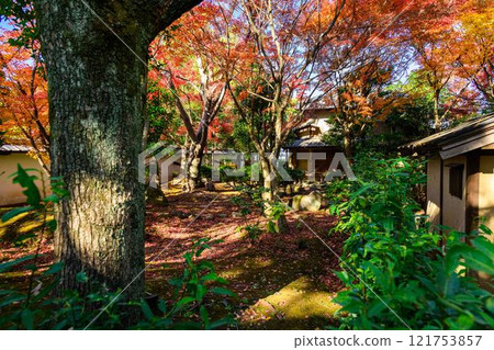 秋天的樹葉在明媚的秋日陽光下閃閃發光的日式庭園景觀「舊細川禦部住宅」竹燈，限量發售，熊本市 121753857