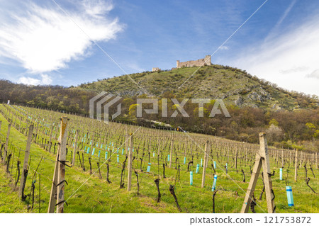 The ruins of Devicky castle on the Pavlov Hills above the vineyard in South Moravia, Czech Republic, Europe. 121753872