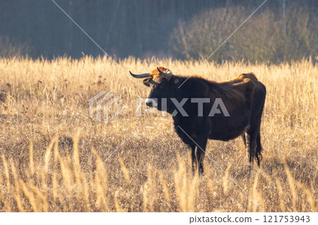 The aurochs (Bos primigenius), tauros breed living in wetland The Janovsky mokrad in Pilsen region, Czech Republic, Europe. 121753943