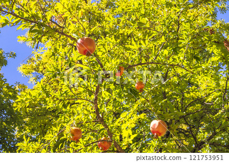 Ripe pomegranates hanging from a lush green tree on a sunny day. A vibrant display of nature's bounty. Ripe pomegranates hanging from a lush green tree on a sunny day. A vibrant display of nature's bounty. 121753951
