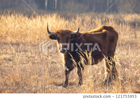 The aurochs (Bos primigenius), tauros breed living in wetland The Janovsky mokrad in Pilsen region, Czech Republic, Europe. 121753953