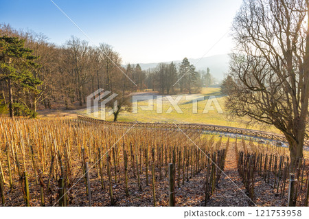 Slope with vines in winter season. 121753958