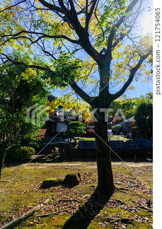 Autumn Japanese garden scenery with clear autumn light as background "Former Hosokawa Gyobu Residence" Bamboo lanterns Limited release Kumamoto City 121754065