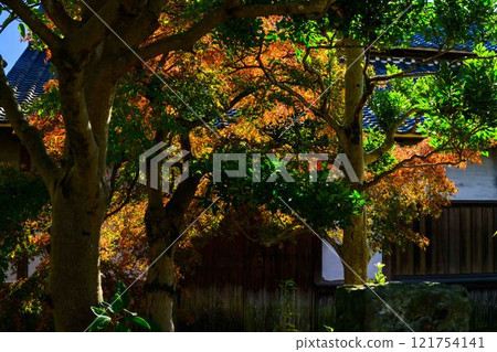 與明亮的秋光相映襯的秋季日本庭園風景「舊細川禦部住宅」竹燈在熊本市限量發售 與明亮的秋光相映襯的秋季日本庭園風景「舊細川禦部住宅」竹燈在熊本市限量發售 121754141