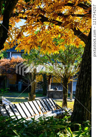 與明亮的秋光相映襯的秋季日本庭園風景「舊細川禦部住宅」竹燈在熊本市限量發售 121754207