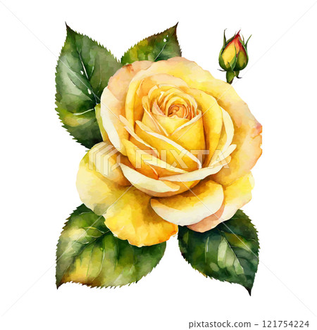 Watercolor yellow roses flowers, symbol of love, wedding, purity, vector illustration 121754224