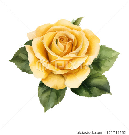 Watercolor yellow roses flowers, symbol of love, wedding, purity, vector illustration 121754562