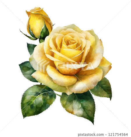 Watercolor yellow roses flowers, symbol of love, wedding, purity, vector illustration 121754564