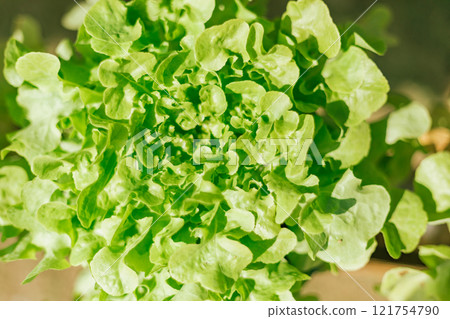 Close up Green Oak Lettuce 121754790