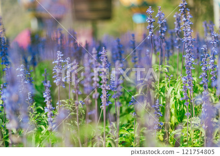 Close up Blue Salvia in the garden Close up Blue Salvia in the garden 121754805