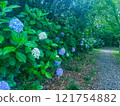 Hydrangea wet in the rain of the rainy season 121754882