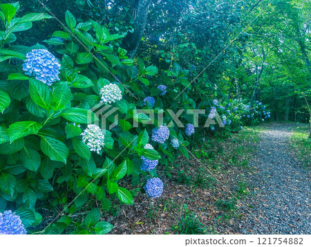 Hydrangea wet in the rain of the rainy season Hydrangea wet in the rain of the rainy season 121754882