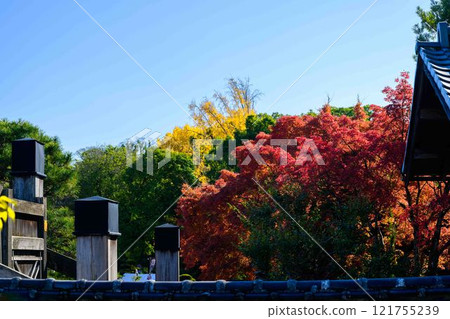 A Japanese garden with autumn leaves against the backdrop of clear autumn light. "Former Hosokawa Gyobu Residence" bamboo lanterns. Limited release. Kumamoto City. A Japanese garden with autumn leaves against the backdrop of clear autumn light. "Former Hosokawa Gyobu Residence" bamboo lanterns. Limited release. Kumamoto City. 121755239