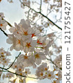 Looking up at the cherry blossoms 121755427