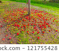 red camellia flower 121755428