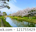 Cherry blossoms in full bloom shining in the blue sky 121755429
