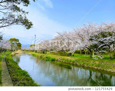 Cherry blossoms in full bloom shining in the blue sky Cherry blossoms in full bloom shining in the blue sky 121755429