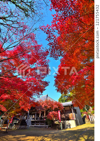 <Aichi Prefecture> Autumn leaves at Jakkoin Temple in Inuyama City 121755432