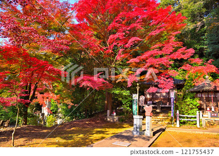 <Aichi Prefecture> Autumn leaves at Jakkoin Temple in Inuyama City <Aichi Prefecture> Autumn leaves at Jakkoin Temple in Inuyama City 121755437