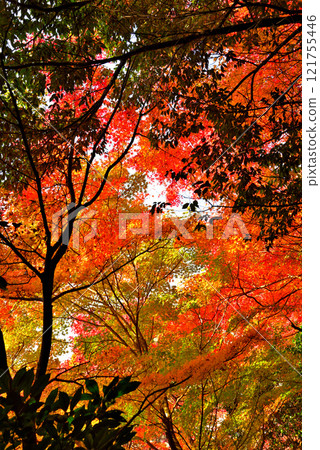 [愛知縣] 犬山市噤聲院的紅葉 121755446