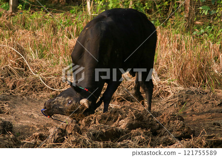 Black cow grazing in a field in the countryside Black cow grazing in a field in the countryside 121755589