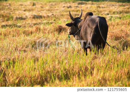 Black cow grazing in a field in the countryside 121755605