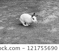 White rabbit 121755690