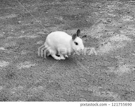 White rabbit White rabbit 121755690