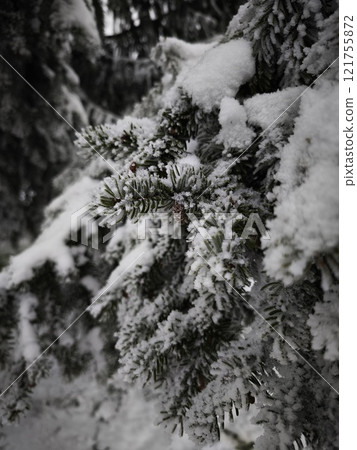 Snow accumulating on pine tree branches in winter forest 121755872
