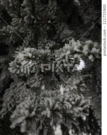 Snow covered pine branches creating winter wonderland in czechia Snow covered pine branches creating winter wonderland in czechia 121755900